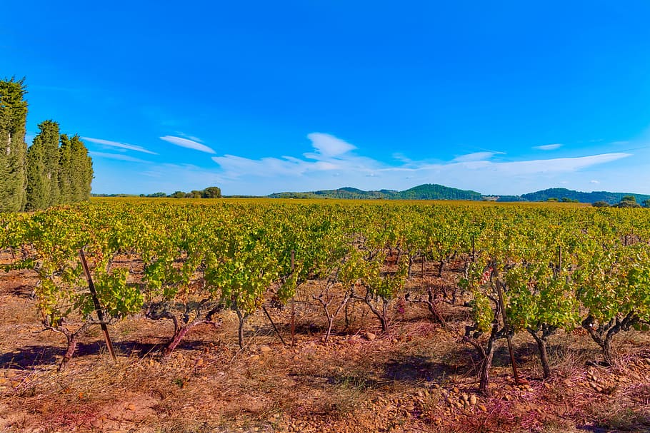 vines, fall, vineyard, color, beaucaire, red, costières de nîmes HD wallpaper