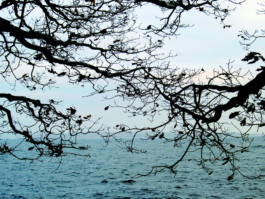 Branches, Sea, Archipelago, Leaf, coastal, water, nature, beauty in nature HD wallpaper