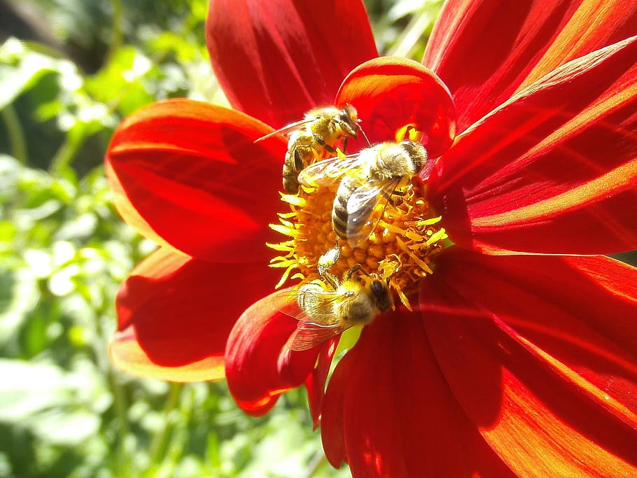 honeybee, pollinator, insect, flower, dahlia, bug, pollination HD wallpaper