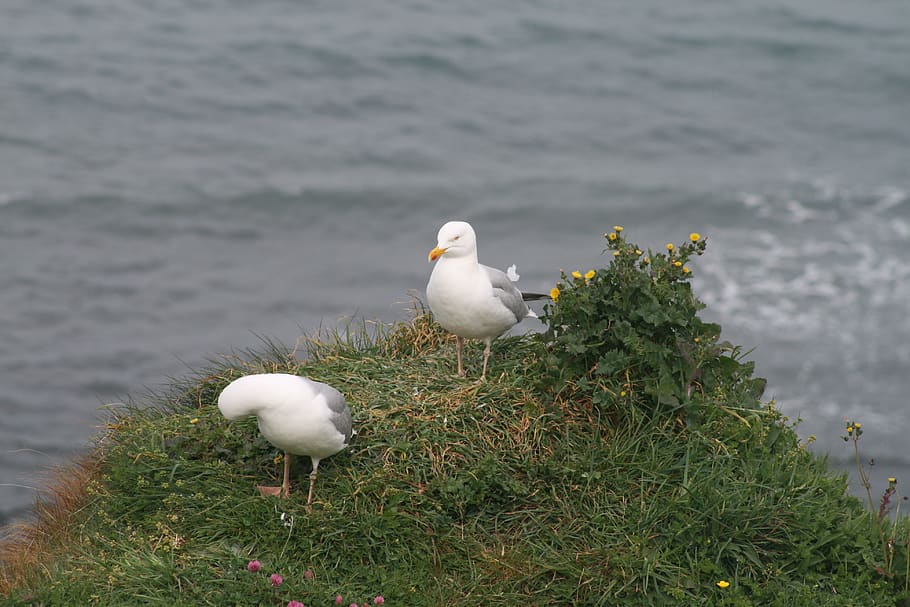 seagull, bird, seabird, vertebrate, animal themes, animal wildlife HD wallpaper