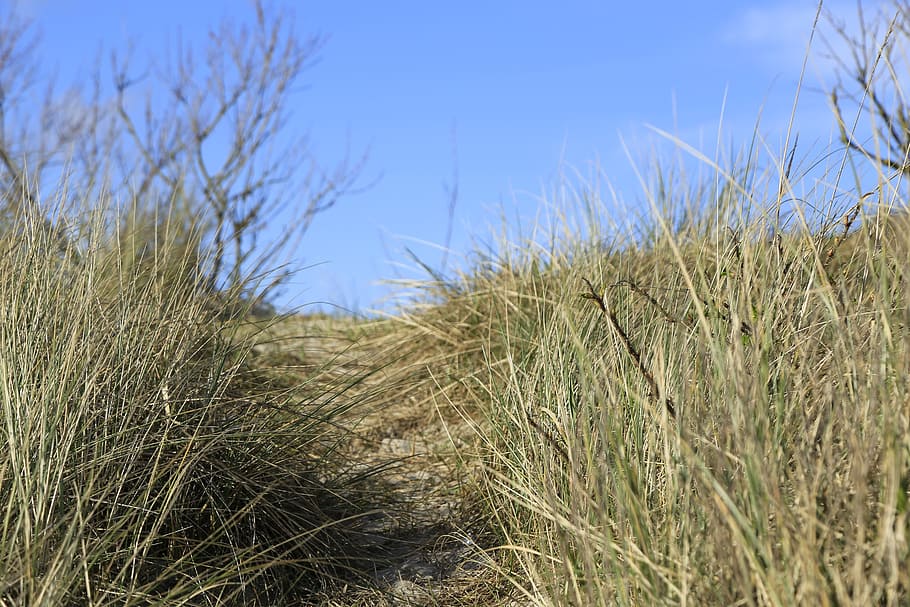 dunes, beach, sea, denmark, grass, sand beach, plant, growth HD wallpaper