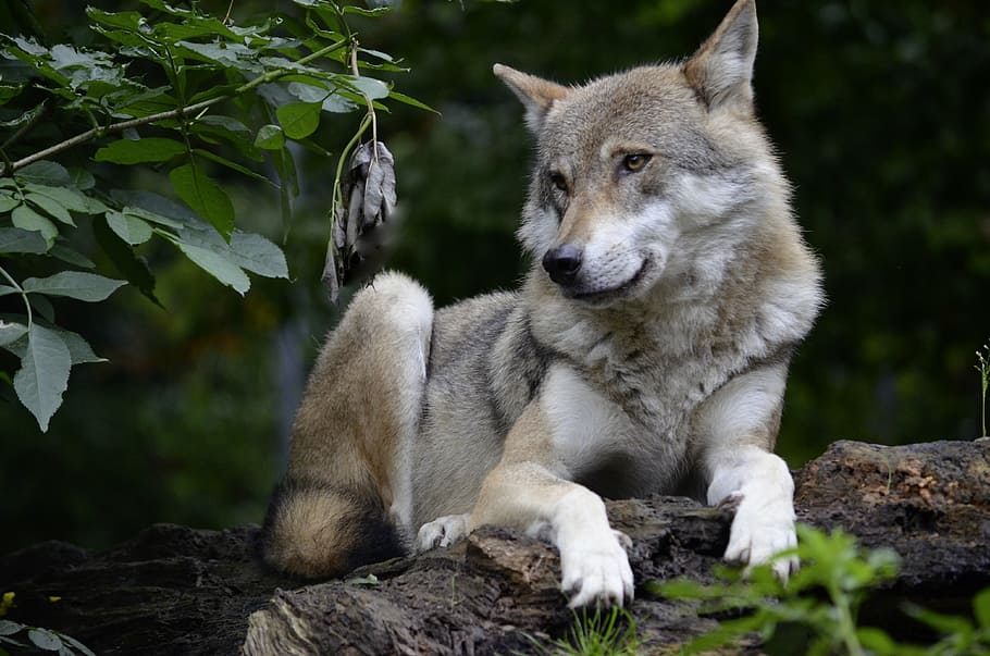 gray and white wolf on tree log, isegrim, predator, carnivores HD wallpaper