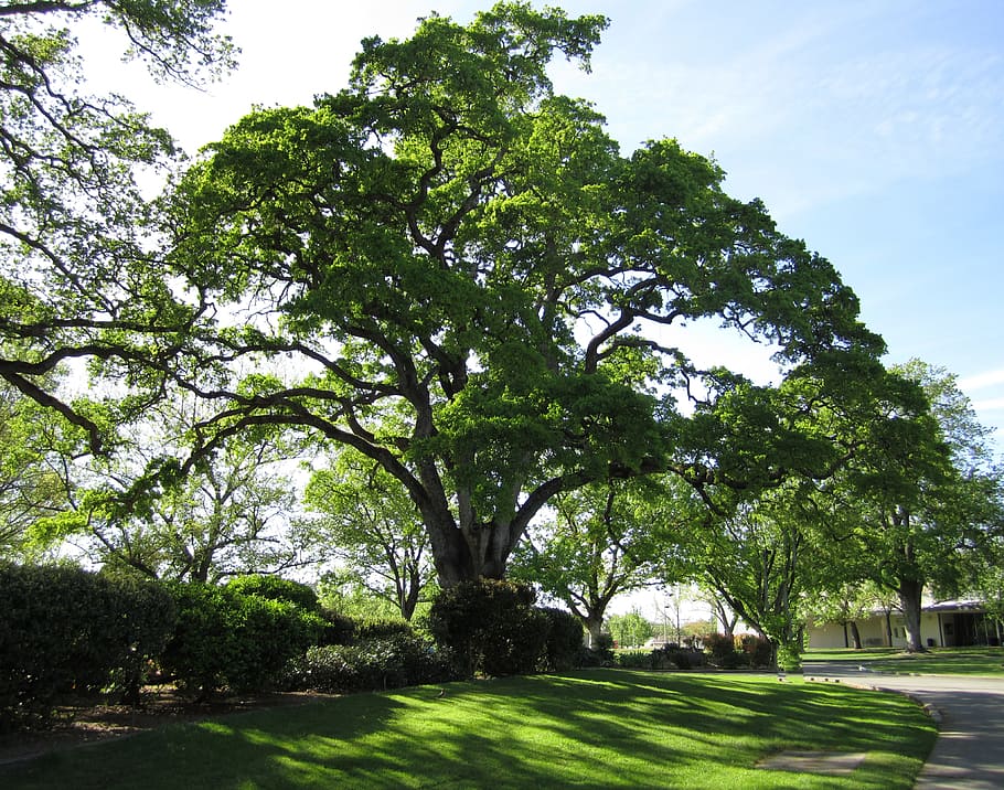 green tree in park during daytime, nature, oak tree, live oak HD wallpaper