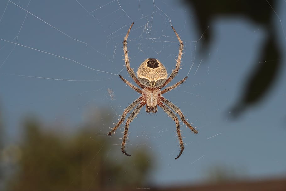 spider, a spider-like insect, spider web, trap, phobia, arachnid HD wallpaper