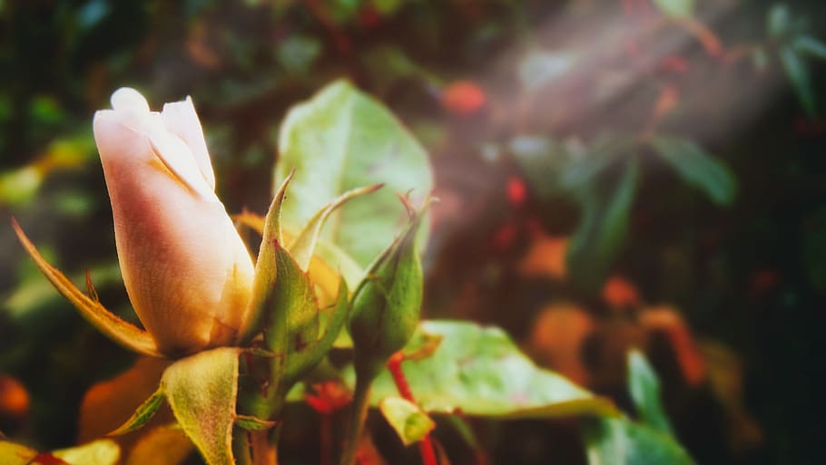 rose, bloom, bud, budding, petals, leaves, sunlight, garden HD wallpaper