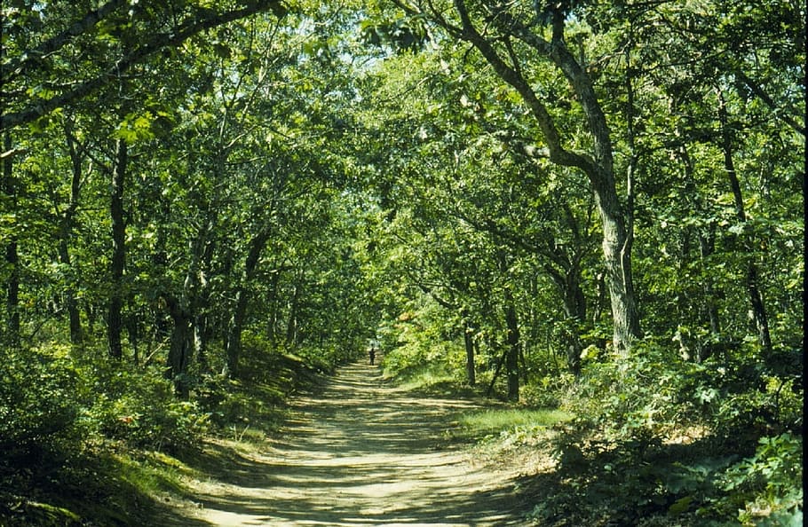 trail inside a forest, path, atlantic white cedar swamp trail