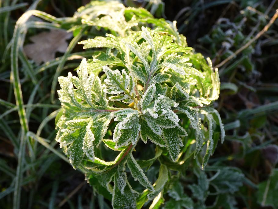 frost, plants, autumn, green color, close-up, no people, growth HD wallpaper