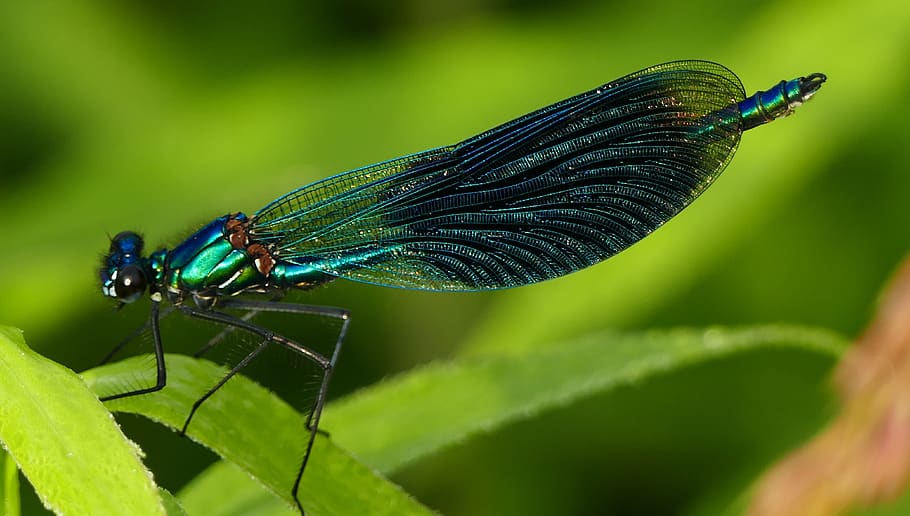 nature, insect, demoiselle, close up, leaf, invertebrate, animal themes, HD wallpaper