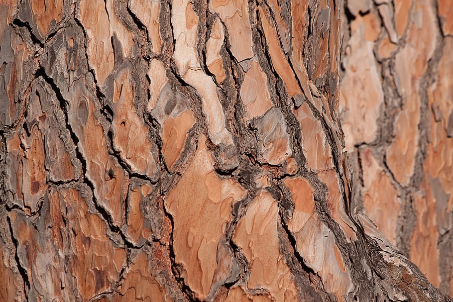 bark, tree, pine, tribe, fund, background, brown, nature, backgrounds HD wallpaper