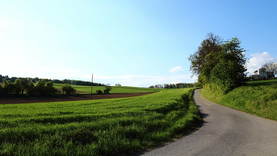 road, tree, sky, nature, grass, green, spring, avenue, away HD wallpaper