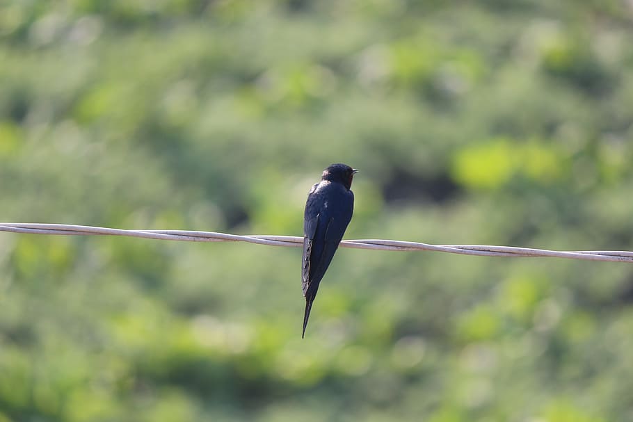 Swallow, Wire, Black Bird, Bird, Bird, bird wire, fly, wings HD wallpaper