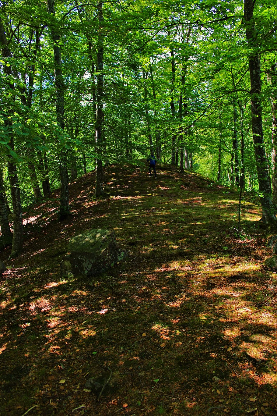 forest, tree, landscape, forests, sunlight, leaves, wood, branch HD wallpaper