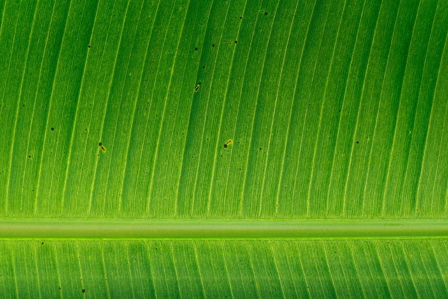 green banana left, untitled, green leaf, surface, nature, green Color HD wallpaper