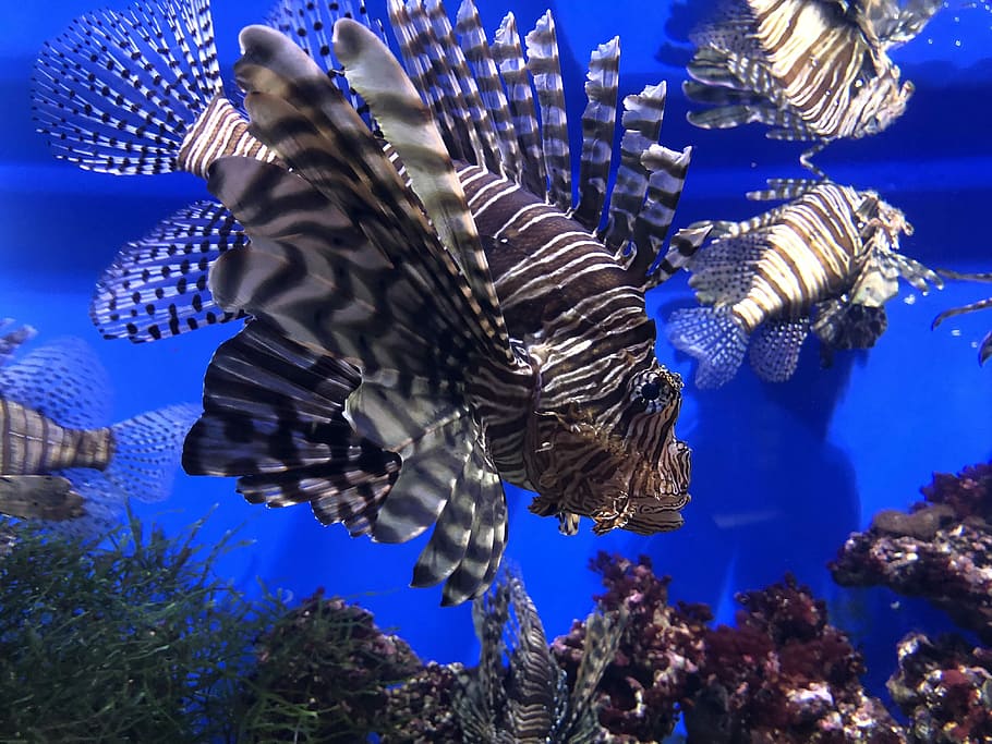 Incredible poisonous fish, shoal of lionfish, underwater, reef HD wallpaper
