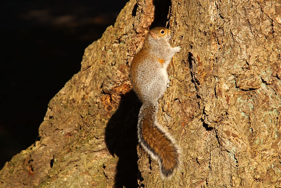 squirrel, washington state, lincoln park, animal themes, animal wildlife HD wallpaper
