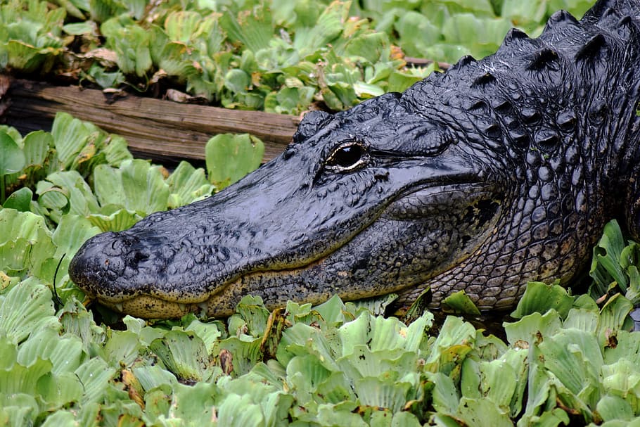 black alligator, Close Up, Face, Florida, Eye, wildlife, nature, HD wallpaper