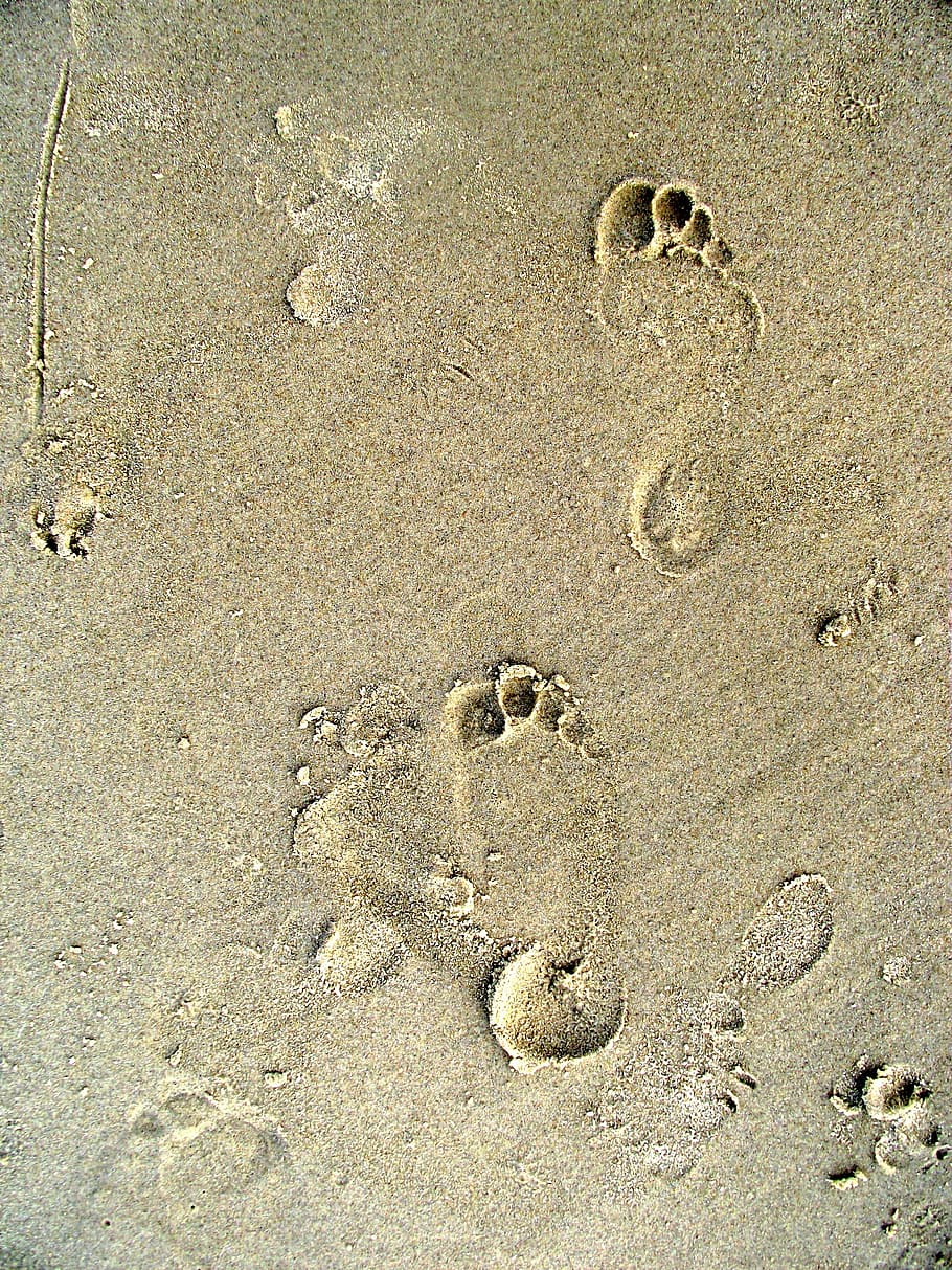 footprints, beach, traces, water, sea, sand, sand beach, north sea HD wallpaper