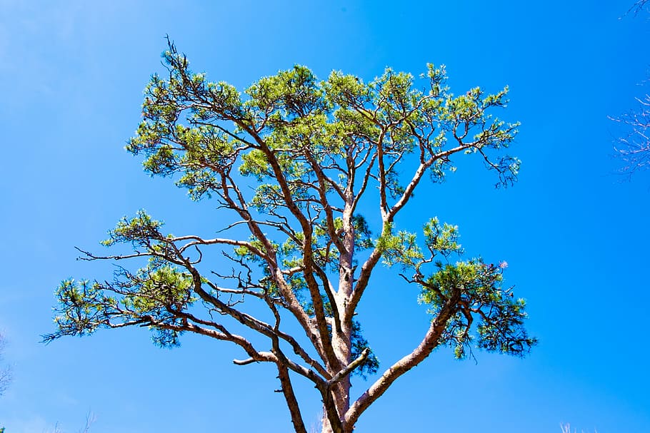 sky, pine, needles, tree, landscape, nature, from the bottom HD wallpaper