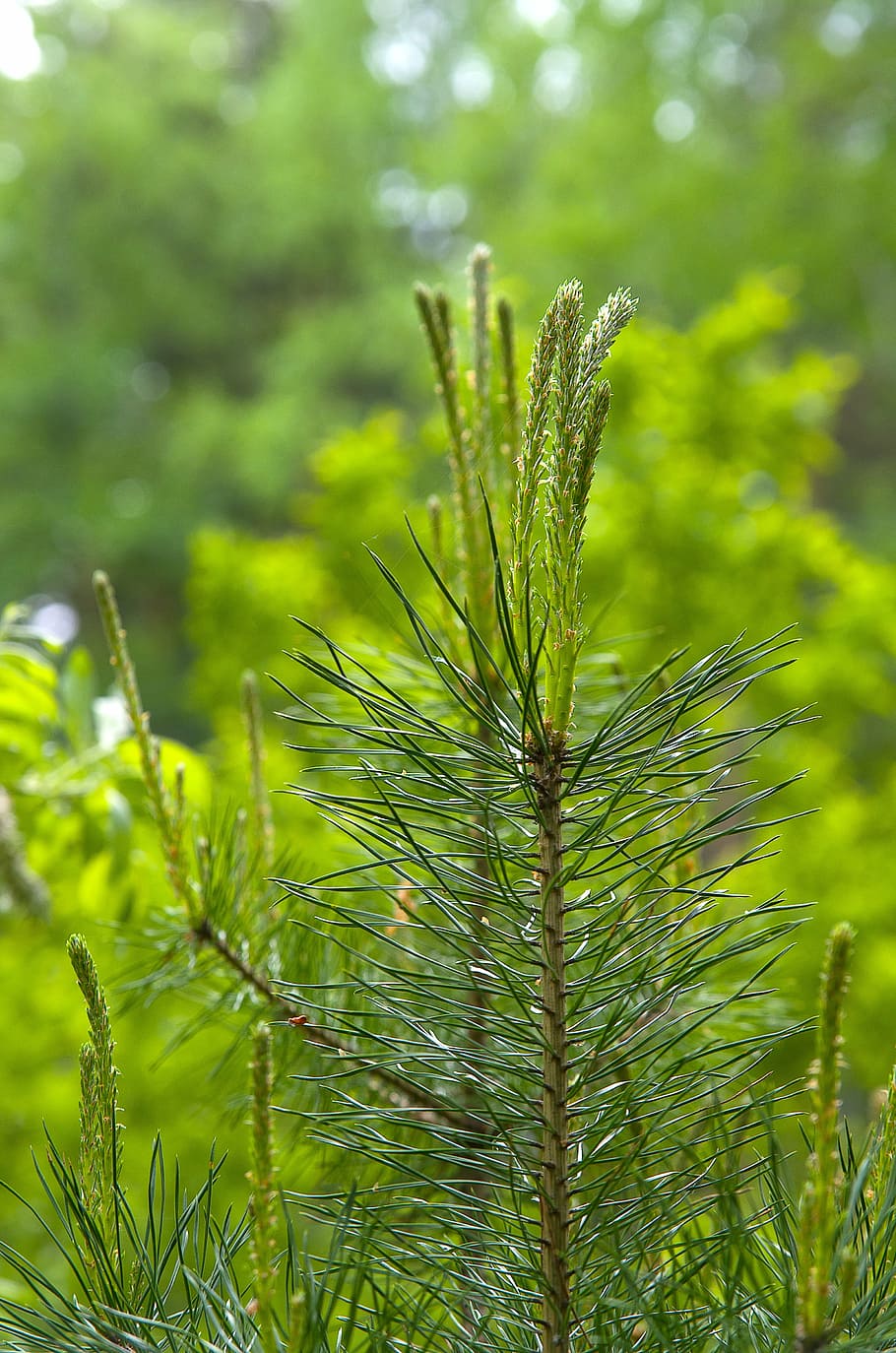 spring, pine, green, nature, tree, needles, outdoors, forest HD wallpaper