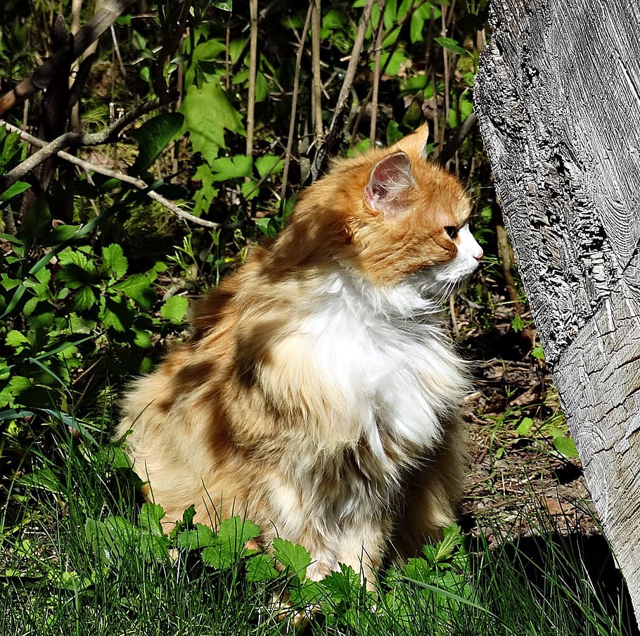 Cat, Fur, Nature, Feline, summer, animal, domestic Cat, pets HD wallpaper