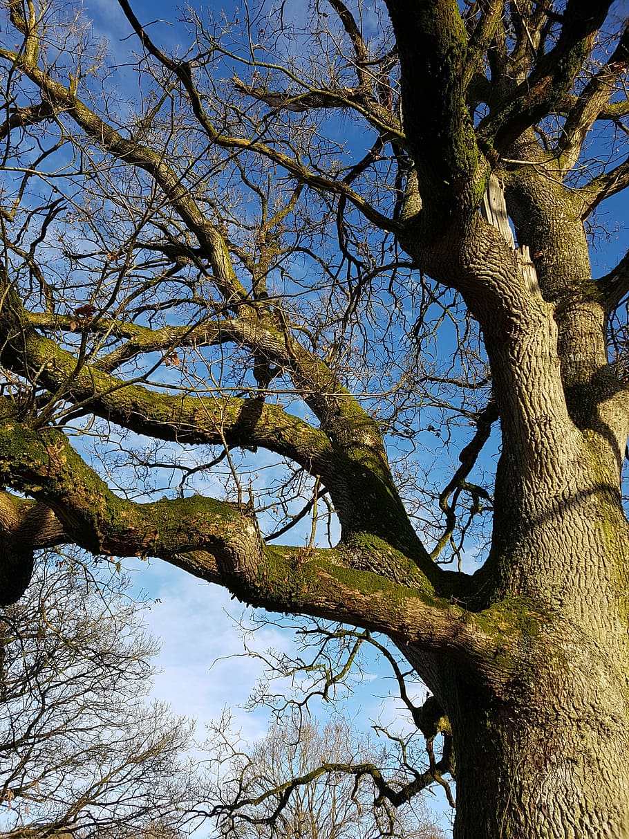 wood, oak, winter, bark, blue, sky, branches, forest, tribe