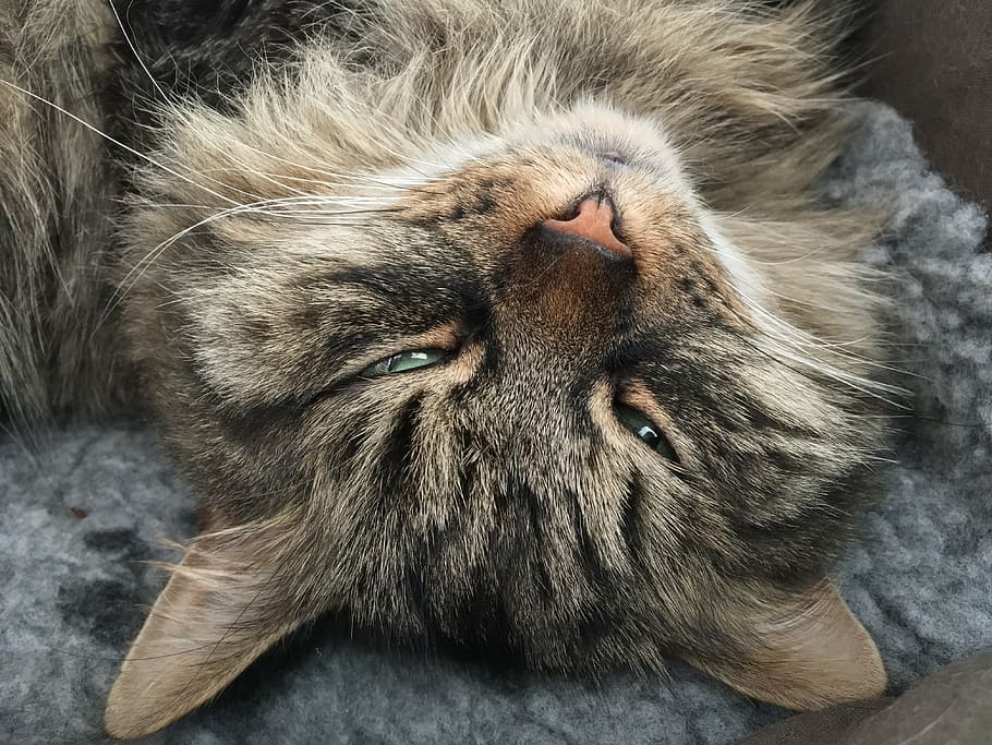 cat, tabby, siberian, fluffy, asleep, sleepy, pet, kitty, animal HD wallpaper