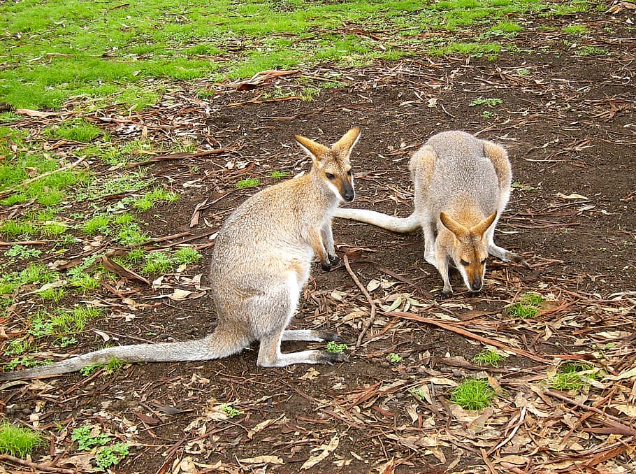 kangaroo, australian, wallaby, wildlife, hop, animal, nature HD wallpaper