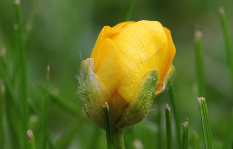 Sharp Buttercup, Ranunculus Acris, bud, open, pointed flower HD wallpaper
