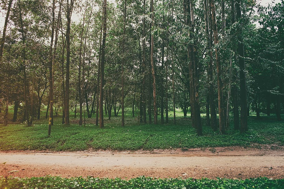 landscape photography of trees, green forest, nature, road, wood HD wallpaper
