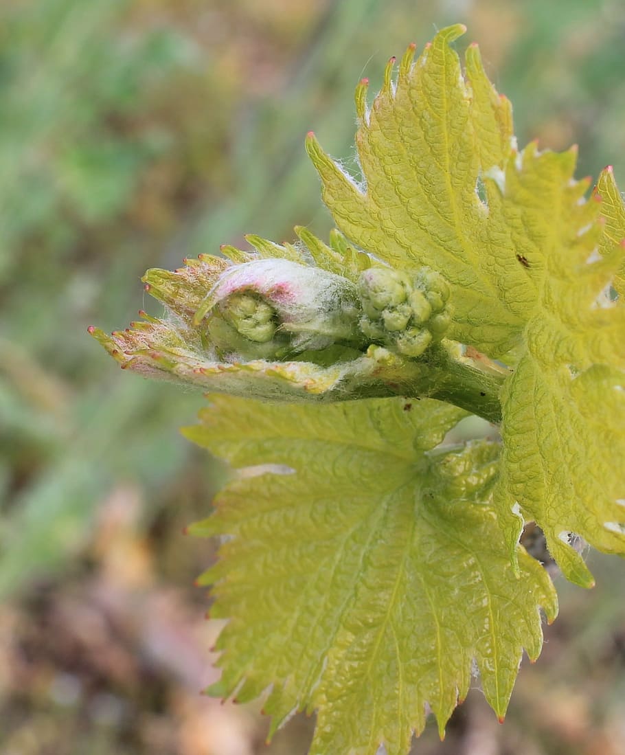 bud, grapevine, rebstock, nature, leaf, plant, close-up, growth HD wallpaper