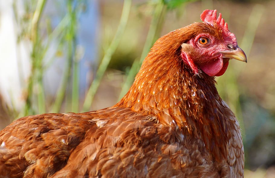 focus photography of brown hen, chicken, poultry, range, livestock HD wallpaper