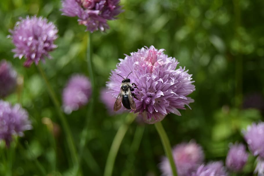 Bee, Chives, Flower, Herbs, Insect, purple, one animal, nature HD wallpaper