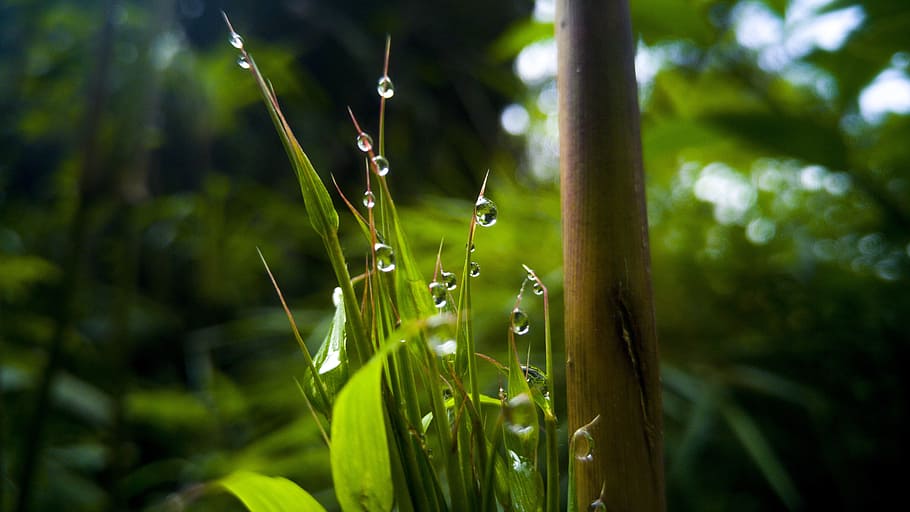 leaf, plant, nature, environment, outdoors, green color, growth HD wallpaper