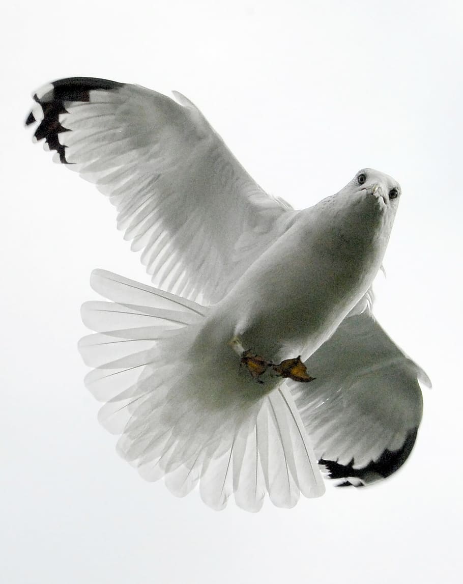 flying seagull closeup photo, bird, feather, white, wildlife HD wallpaper