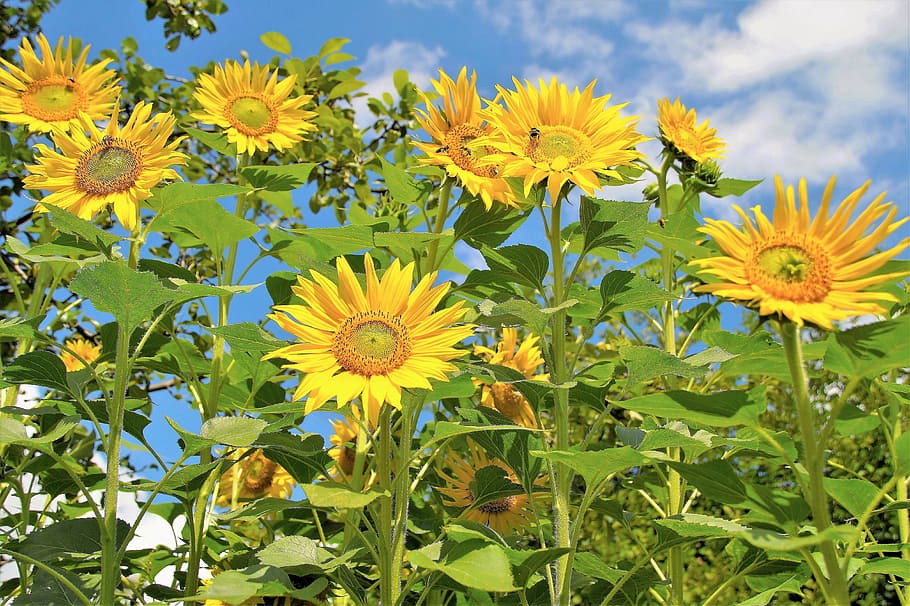 sunflower, field, flowering, yellow, summer, plant, flowering plant HD wallpaper