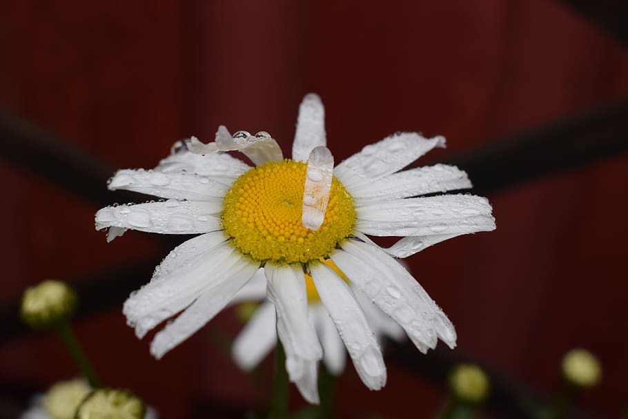 daisy, summer, flower, flowering plant, fragility, vulnerability HD wallpaper