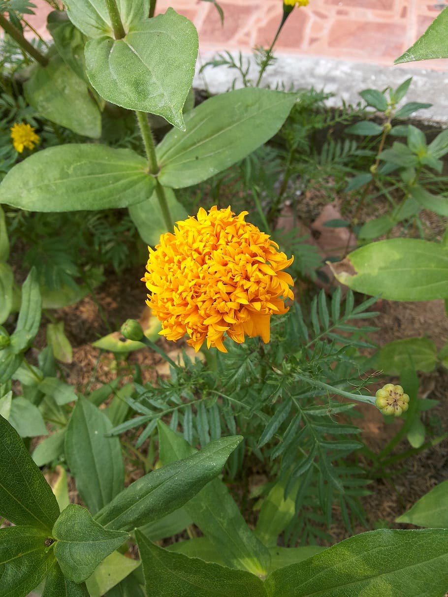 marigold, flowers, nature, plant, flowering plant, plant part HD wallpaper