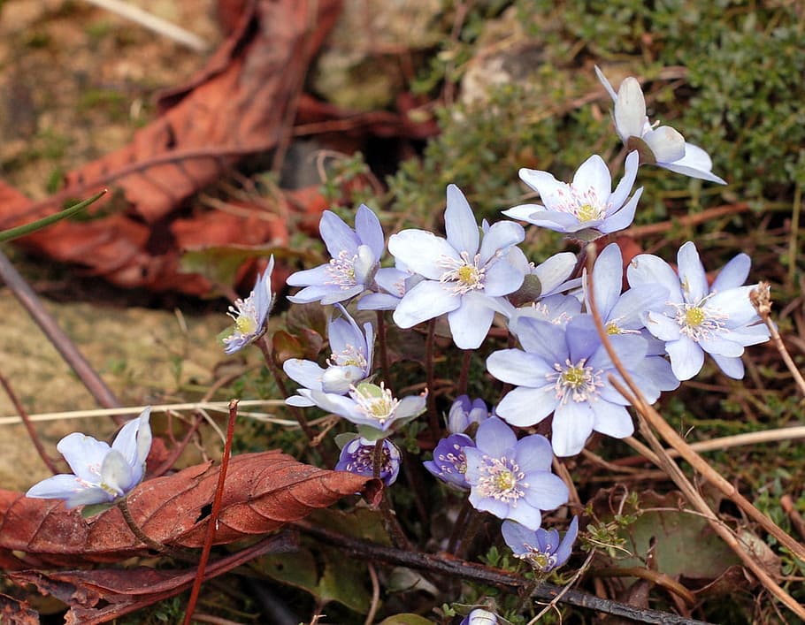 Blue, Flowers, Plants, Spring, early, garden, floral, nature HD wallpaper
