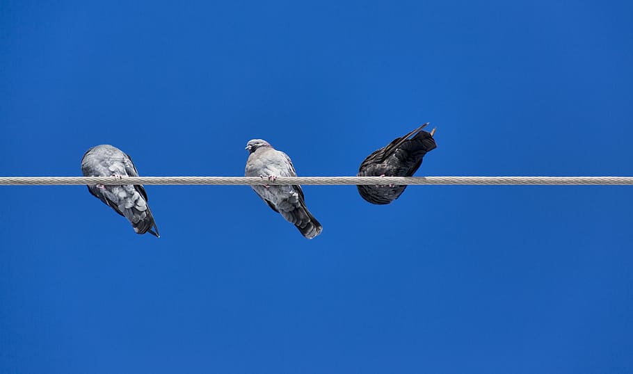 Birds, Pole, Nature, Animal, Wire, sky, wildlife, electric HD wallpaper