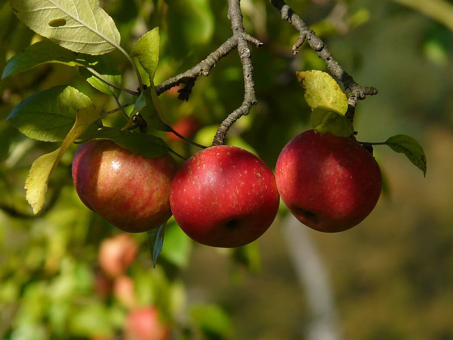macro shot photography of apples, red, fruit, apple tree, harvest HD wallpaper