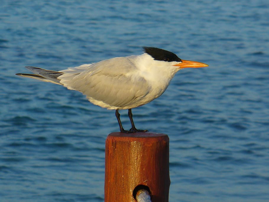 seagull, pole, water, bird, animal wildlife, animal themes HD wallpaper