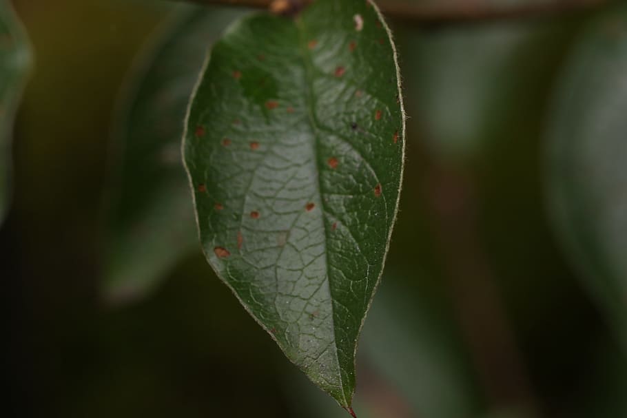 green leaf, macro, nature, plant part, close-up, growth, green color HD wallpaper