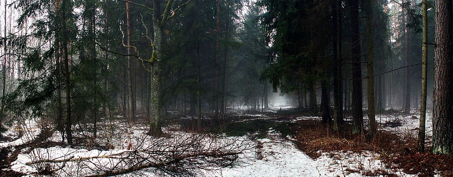 nature, tree, panoramic, forest, snow, winter, land, plant HD wallpaper