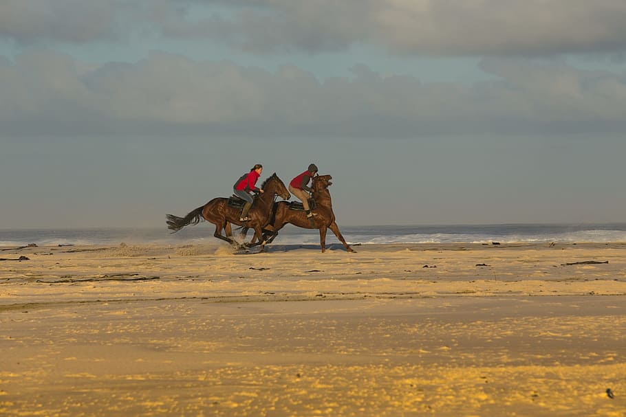 beach, horses, racing, sand, riding, horseback, south-africa HD wallpaper