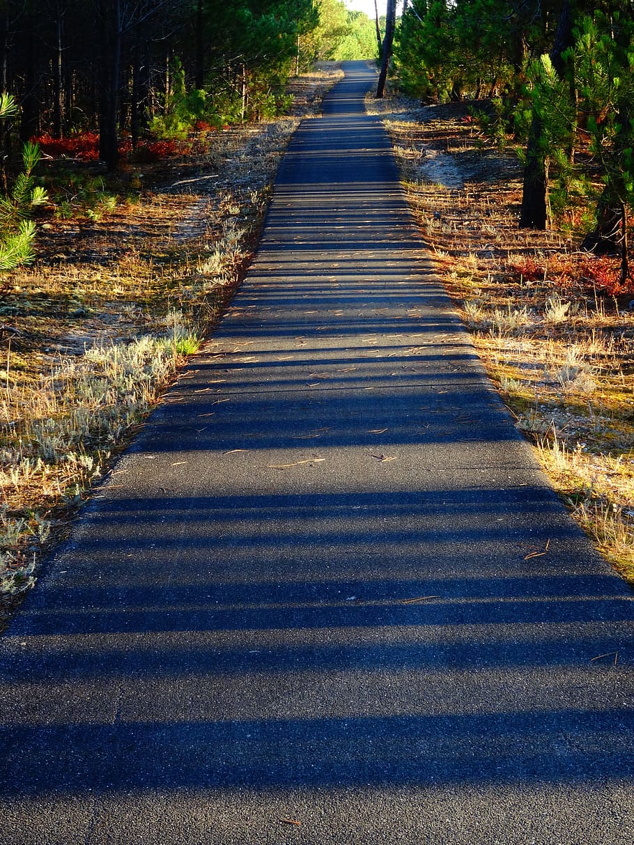 Bicycle Path, Shadow, Forest, Away, stripes, trees, light, lines HD wallpaper