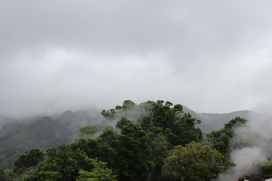 trees in mist, aerial photography of trees and gray clouds, birds eye view HD wallpaper