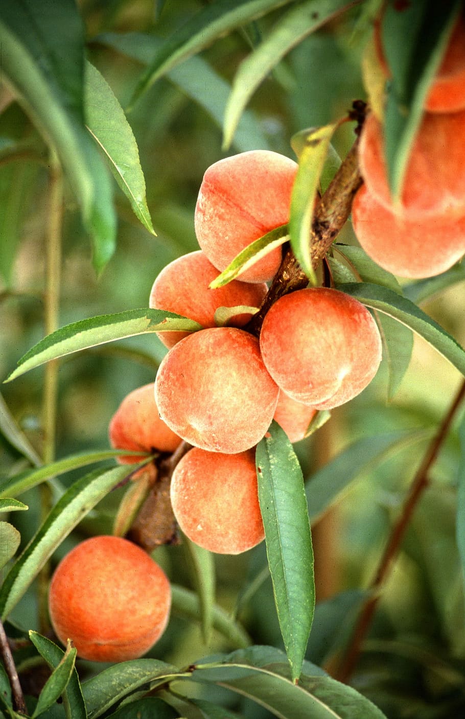 orange peach fruit, Peaches, Tree, Branch, growing, agriculture HD wallpaper