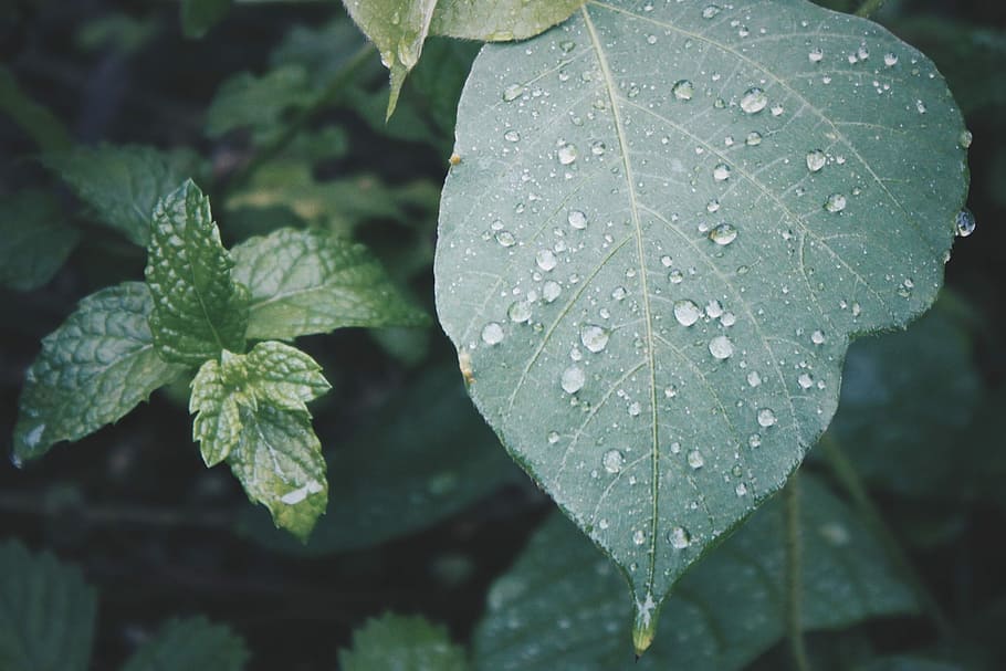 Green leaves with water droplets, nature, leaf, plant, close-up HD wallpaper