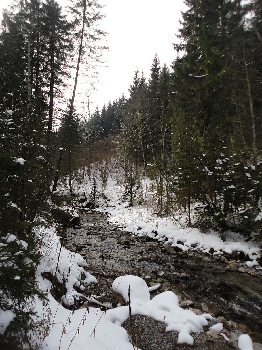 winter, river, nature, snow, landscape, water, trees, wintry HD wallpaper