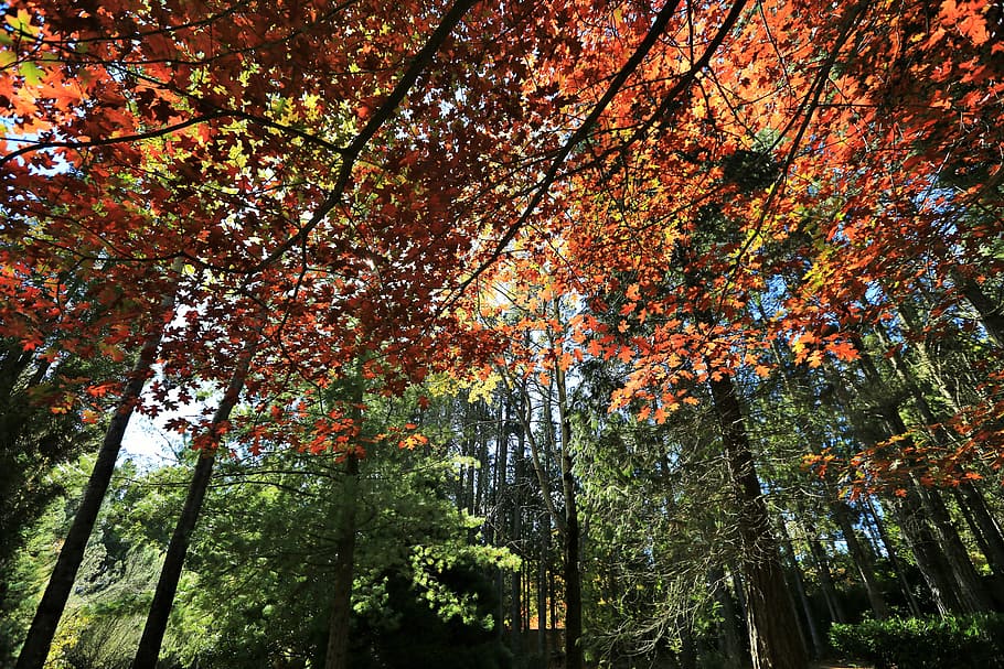 Forest, Trees, Nature, Wood, Landscape, foliage, park, season HD wallpaper